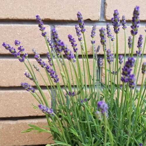 イングリッシュラベンダー　挿し穂　10本 イングリッシュラベンダー 挿し穂 10本